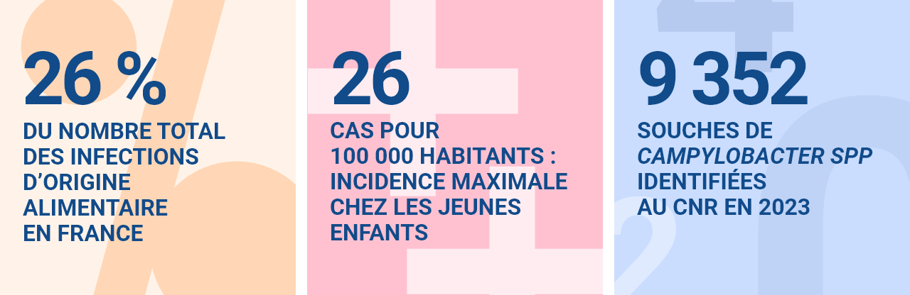 26 % du nombre total des infections d’origine alimentaire en france - 26 cas pour 100 000 habitants : incidence maximale chez les jeunes enfants - 9 352 souches de campylobacter spp identifiées au cnr en 2023
