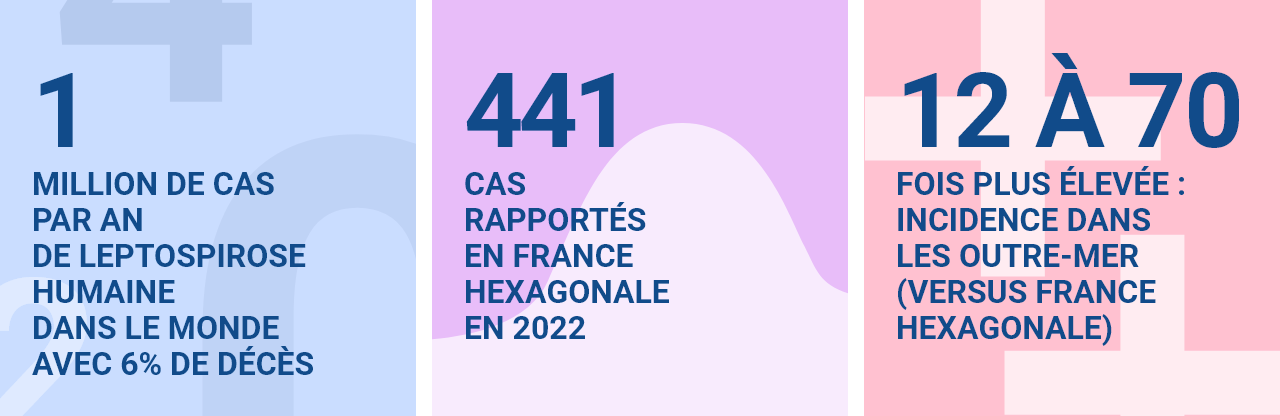 1million de cas par an de leptospirose humaine dans le monde avec 6% de décès / 441 cas notifiés en France hexagonale en 2024 / 12 à 70 fois plus élevée : incidence dans les outre-mer (versus France hexagonale)