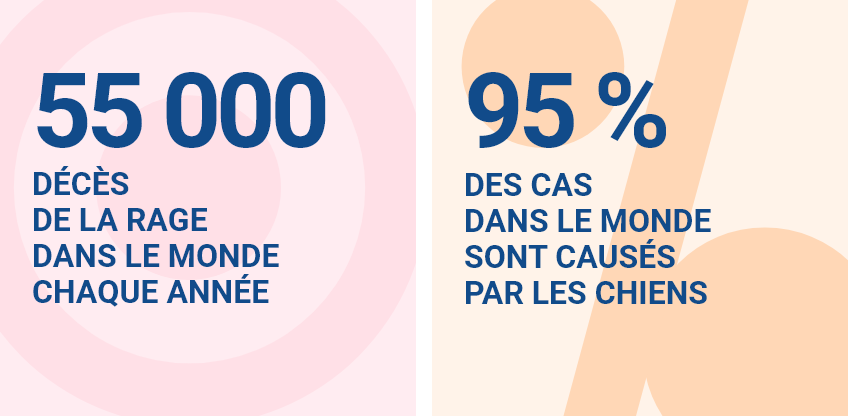 55 000 décès de la rage dans le monde chaque année. 95 % des cas dans le monde sont causés par les chiens