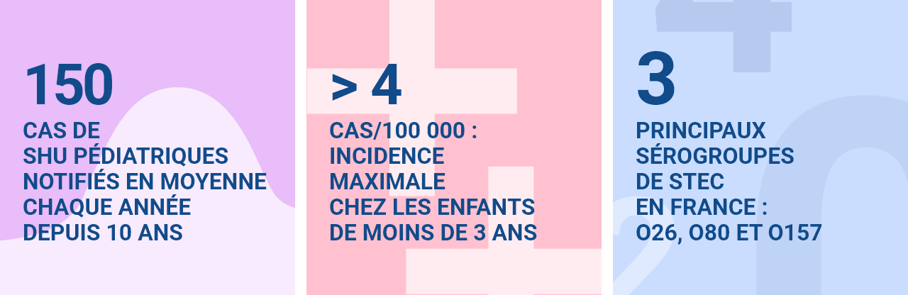 150 cas de SHU pédiatriques notifiés en moyenne chaque année depuis 10 ans. >4 cas/100 000 : incidence maximale chez les enfants < 3 ans. 3 principaux sérogroupes de STEC en France : O26, O80 et O157.