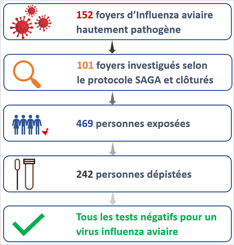 152 foyers d'Influenza aviaire hautement pathogène ; 101 foyers investigués selon le protocole SAGA clôturés ; 469 personnes exposées ; 242 personnes dépistées ; tous les tests négatifs pour un virus influenza aviaire.