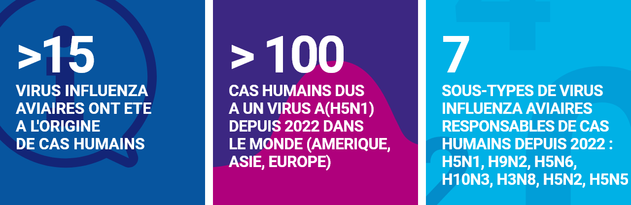 >15 virus influenza aviaires ont été à l’origine de cas humains ; >100 cas humains dus à un virus A(H5N1) depuis 2022 dans le monde (Amérique, Asie, Europe) ; 7 sous-types de virus influenza aviaires responsables de cas humains depuis 2022 : H5N1, H9N2, H