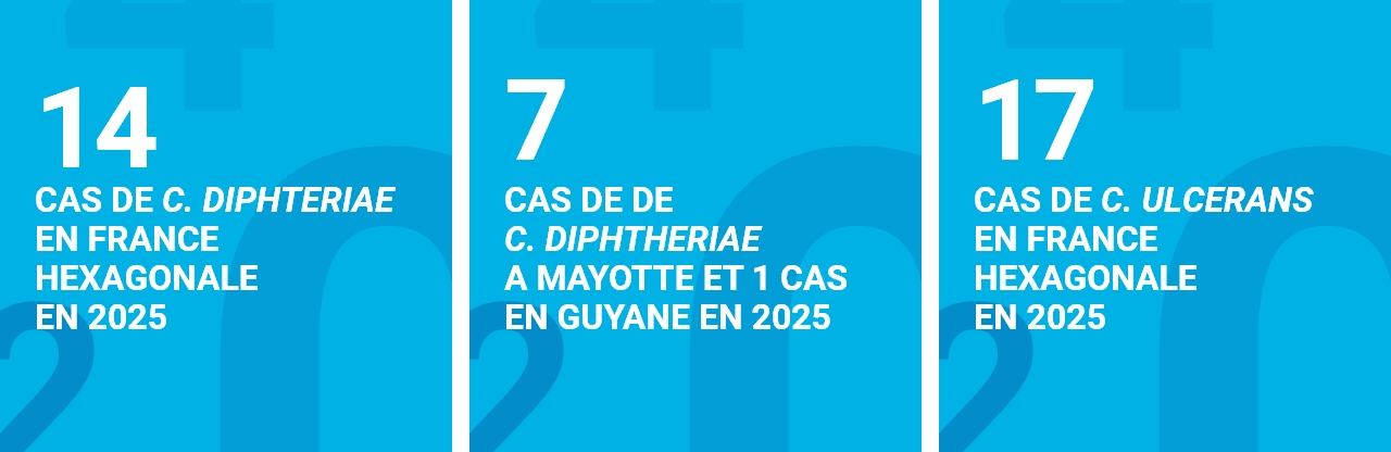 Infographie concernant la diphtérie : 1 cas de C. diphteriae en France hexagonale en 2025; 7 cas de de C. diphtheriae à Mayotte et 1 en Guyane en 2025. 17 cas de C. ulcerans en France hexagonale en 2025