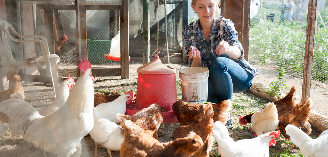 Photo d'une femme qui nourrit des poules
