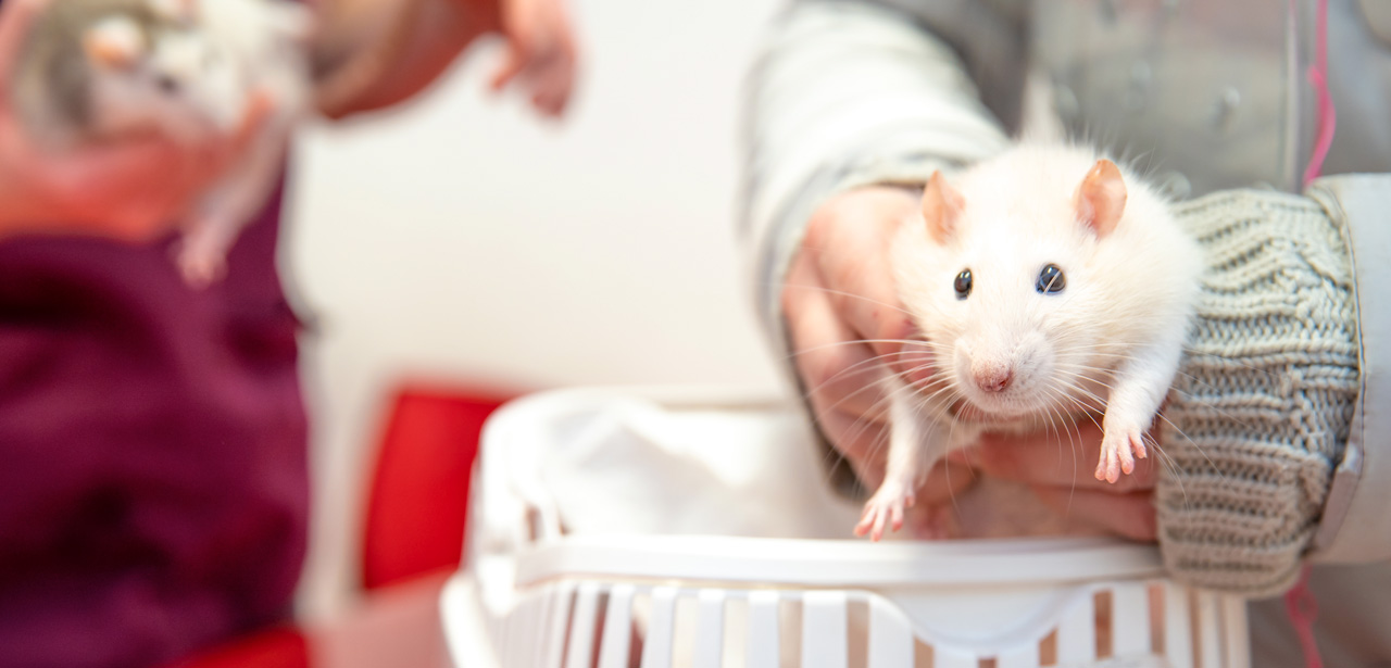 Photo illustrant une visite vétérinaire pour un rat