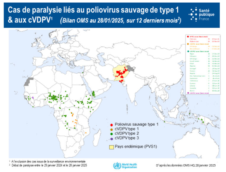 Carte représentant les cas de paralysie lié au poliovirus sauvage de type 1et aux cVDPV' (bilan OMS au 28/01/2025, sur 12 derniers mois)
