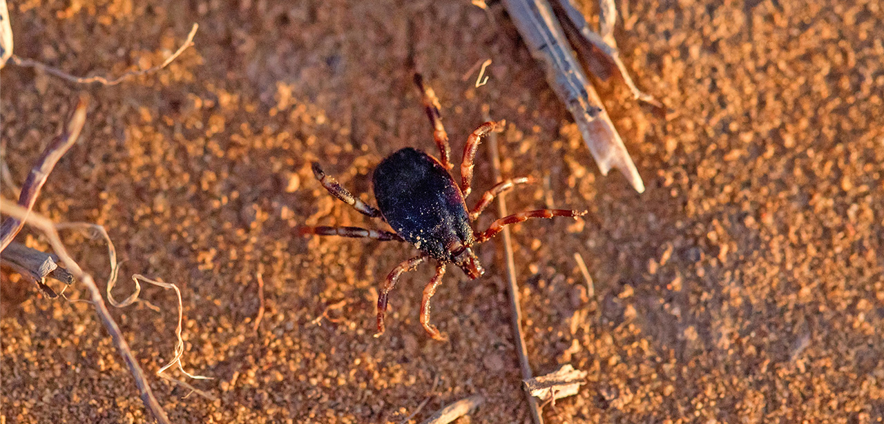 Visuel illustratif tique hyalomma