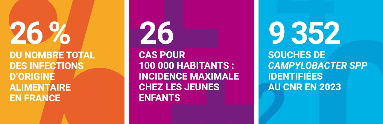 26 % du nombre total des infections d’origine alimentaire en france - 26 cas pour 100 000 habitants : incidence maximale chez les jeunes enfants - 9 352 souches de campylobacter spp identifiées au cnr en 2023