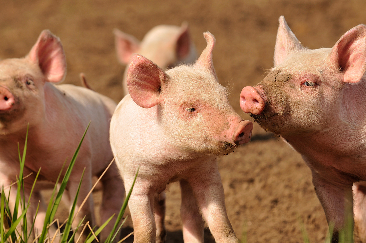 photo d'un élevage porcs