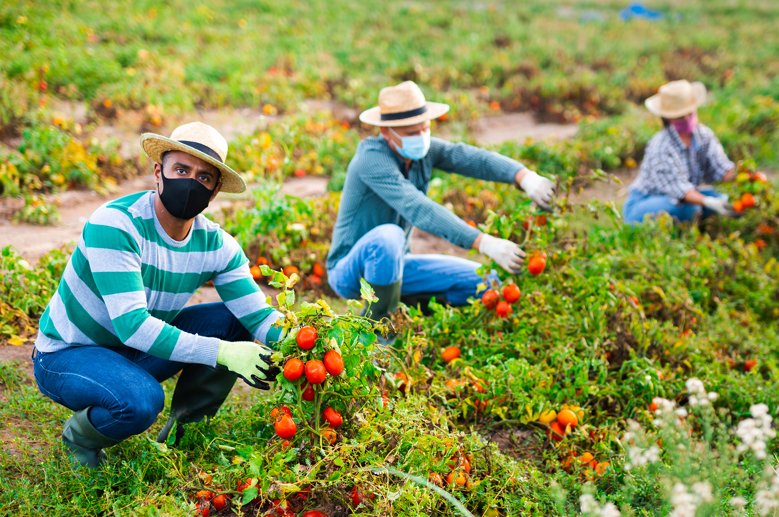 Illustration de travailleurs du monde agricole
