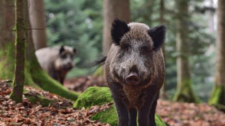 Photo d'un sanglier en forêt