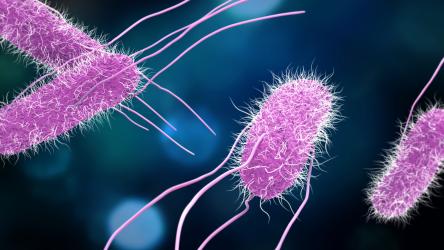 visuel e_coli
