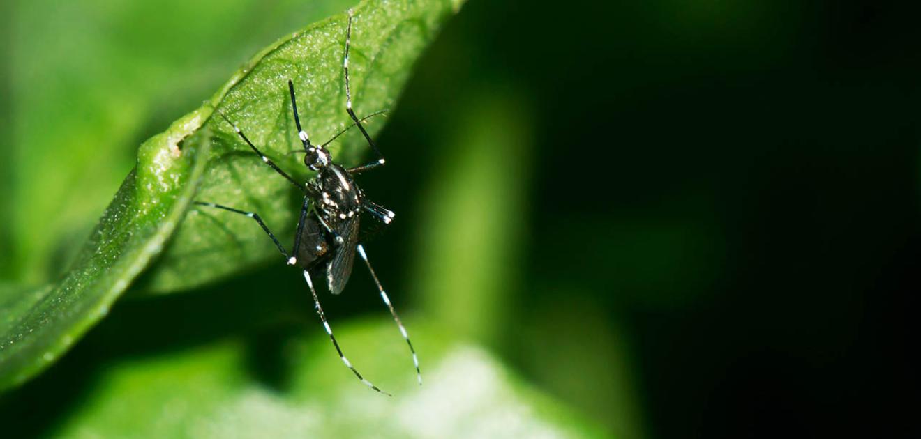 Photo du moustique tigre