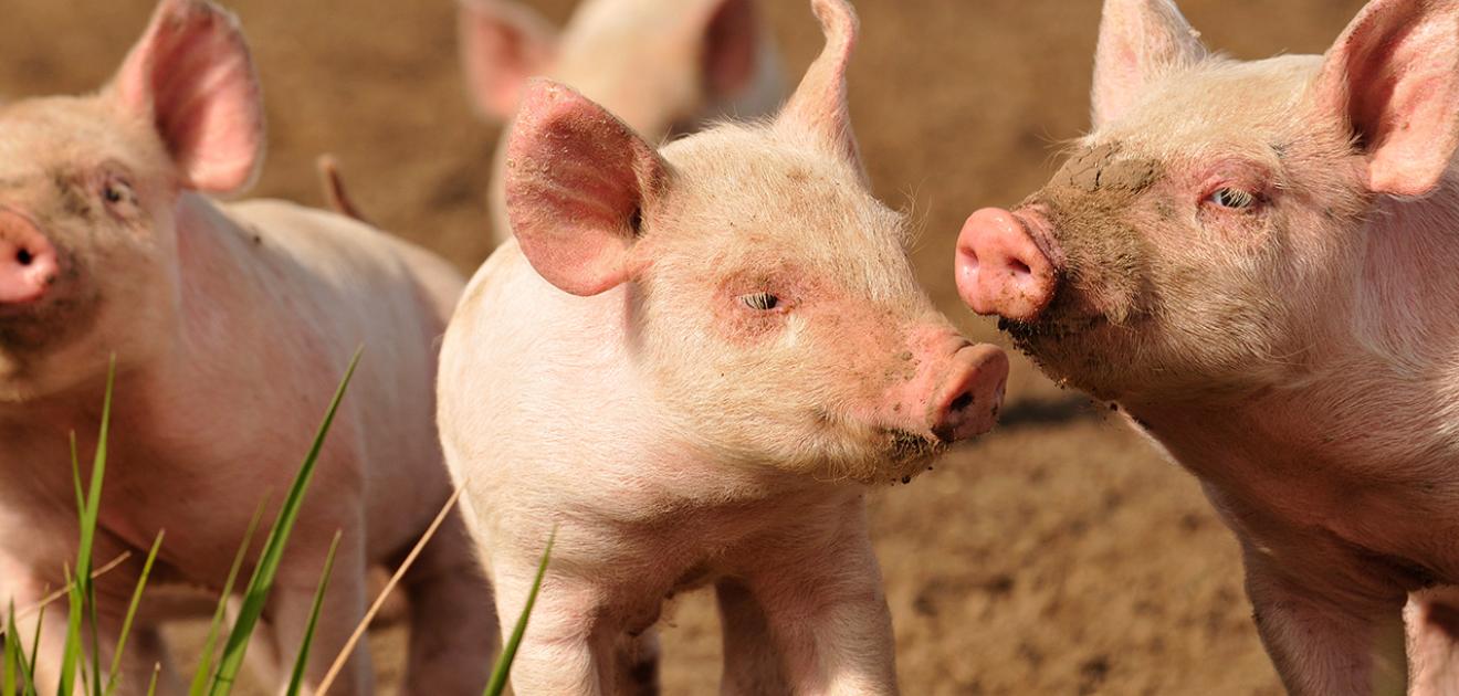 photo d'un élevage porcs