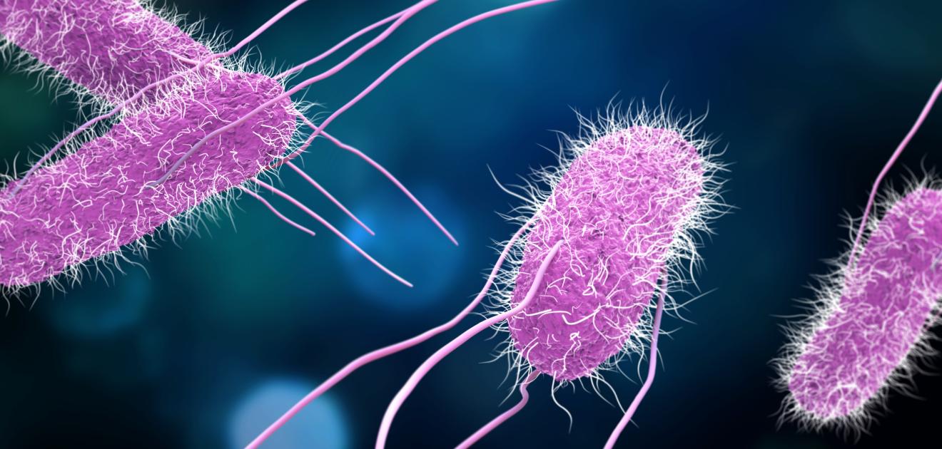 visuel de la bactérie de la salmonellose
